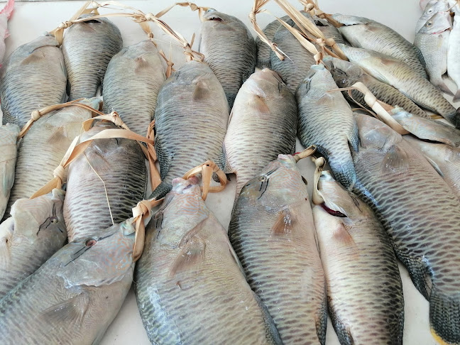 أسماك الشاطئ - الضيافة