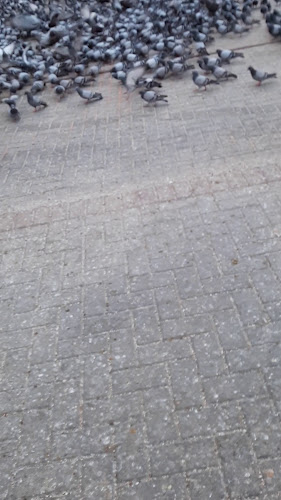 فول باجندوح - الضيافة