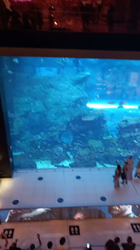 لؤلؤة الأسماك لبيع الأسماك الطازجة - الطائف