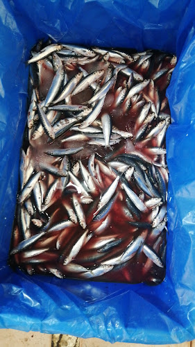 Opinii despre مسمكة قدوره للاسماك الطازجه în تبوك - الضيافة