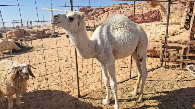 Opinii despre محل ملحمة ديار الحارة în تبوك - الضيافة