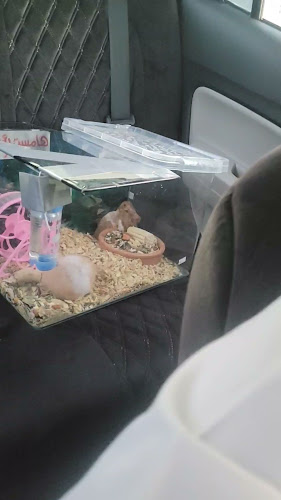 Opinii despre جلسات كافيه în بلجرشي - الضيافة