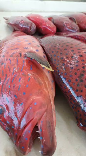 أسماك الشاطئ