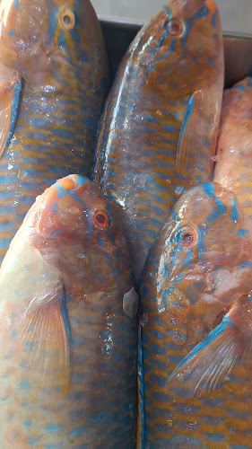 اسماك بحار غران 2 - الضيافة