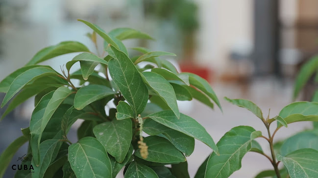 كوبا كافيه - الضيافة