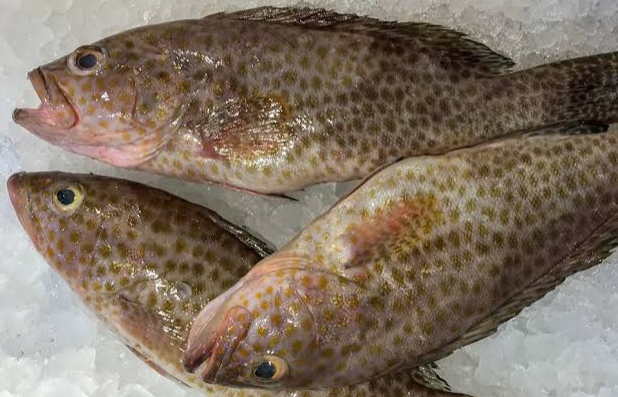 مطعم المرسى للمأكولات البحرية - الضيافة