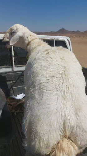 ملحمة الاختيار 2 - الضيافة