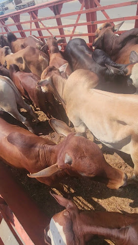 Opinii despre ملحمة البغدادية الغربية în جدة - الضيافة