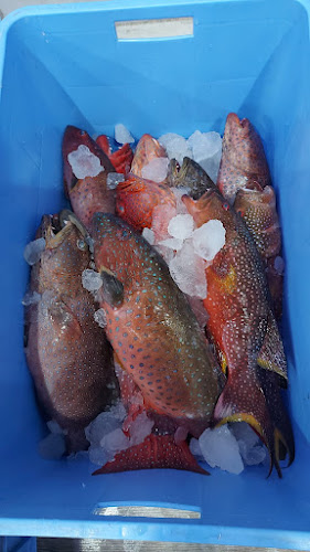 مسمكة قدوره للاسماك الطازجه